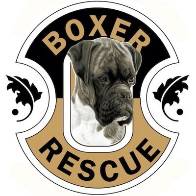 Boxer Rescue LA