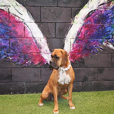 about_boxerla