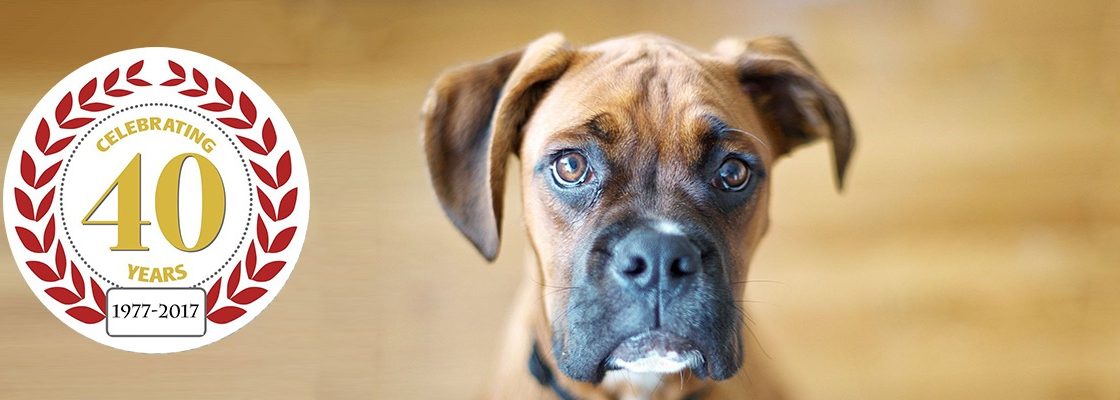 Boxer rescue LA - slide 05