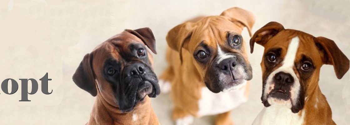 Boxer rescue LA - Adopt