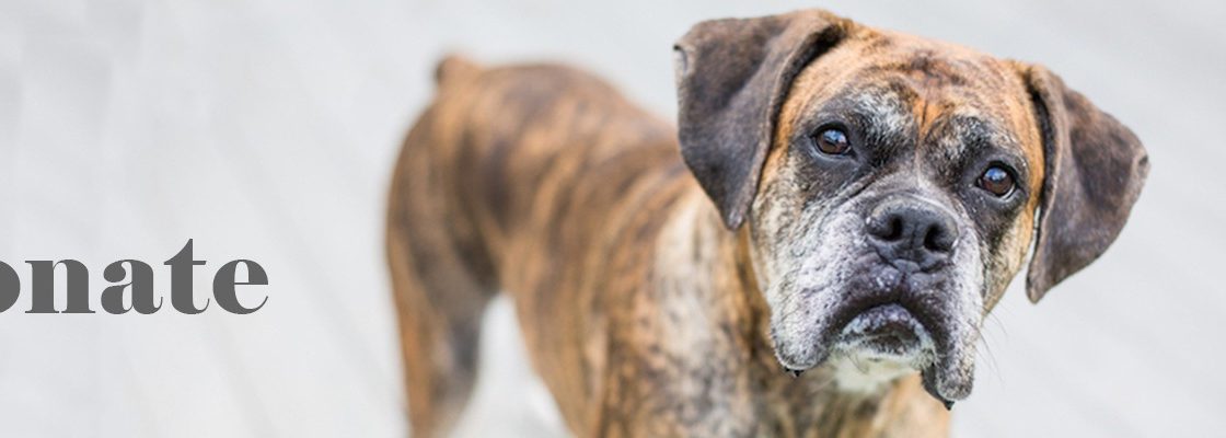 Boxer rescue LA - Donate
