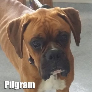 Pilgram