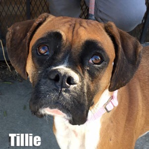 Tillie