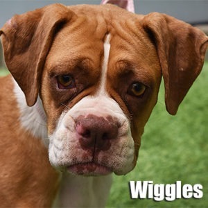 WIGGLES