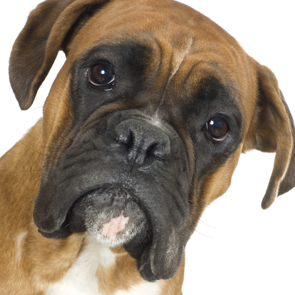 close-up on a Boxer in front of a white background