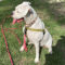 DOLLY