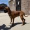 CANELA