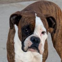 BUSTER